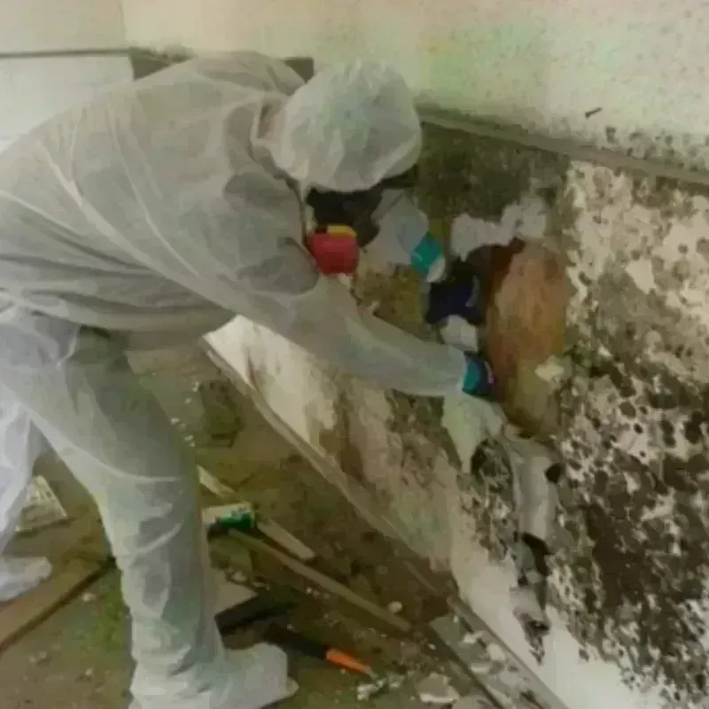 Mold Remediation and Removal in Adams Morgan, DC